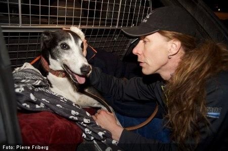 I H�rliga Hunds juninummer finns bland annat bilder fr�n n�r Martin precis har h�mtat hunden Jocke p� Arlanda.